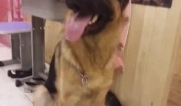 如何让狗狗进入下视频,轻松引导狗狗进入视频教程