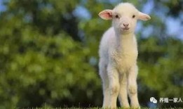 羊输液视频,兽医操作与护理要点