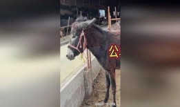 公马与母驴交配视频,自然繁衍的奇妙瞬间