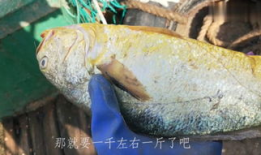 赶海捕鱼视频,探寻海洋的馈赠与渔民的辛勤