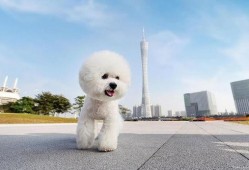 比熊视频叫声,揭秘它们的欢快叫声之谜