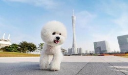 比熊视频叫声,揭秘它们的欢快叫声之谜