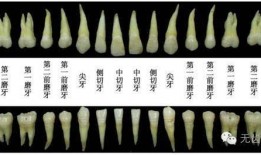 中切牙雕刻视频,匠心独运，细节呈现