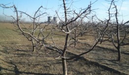 杏树的修剪方法视频