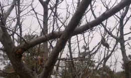 杏树的修剪方法视频