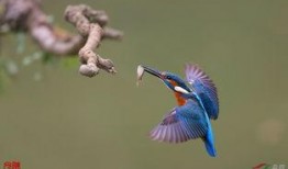 黑眉鸟视频,自然之美与生态奥秘的视觉盛宴