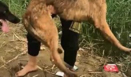 如何让狗狗进入下视频,轻松引导狗狗进入视频教程