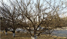 杏树的修剪方法视频