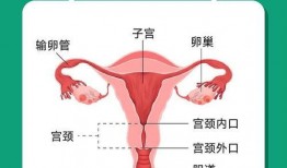 女人尿道视频,视频带你了解生理奥秘